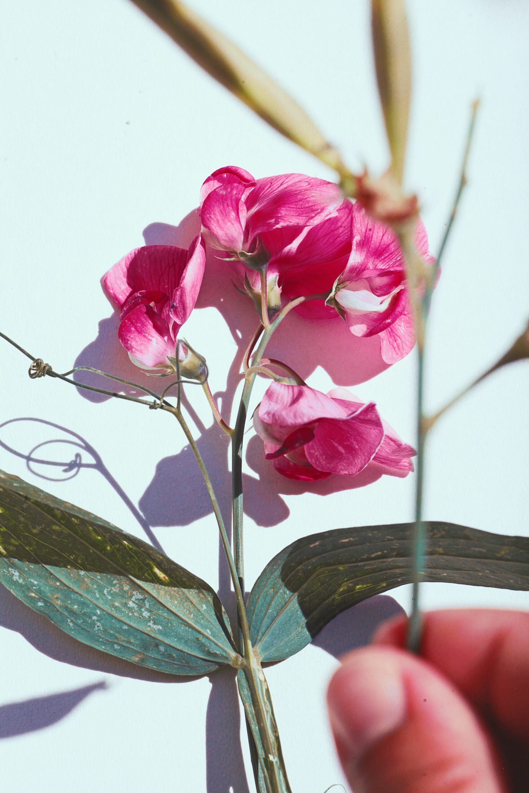 סידור עדין של אפונה מתוקה פסטל, הממחיש את יופיו של פרח הלידה של אפריל